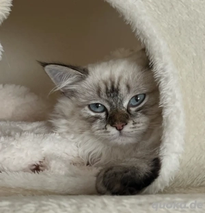 Süßes Neva Masquarade  Sibirischen Kitten mit blauen Augen abzugeben