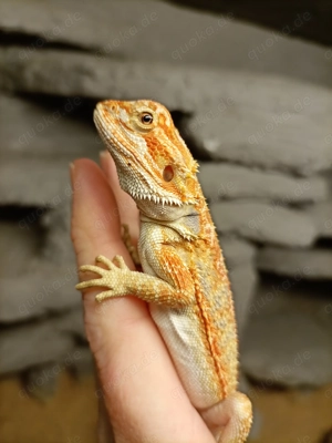 Farbbartagam Männchen Jahr 2025 