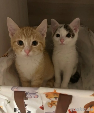 Katzen kitten 