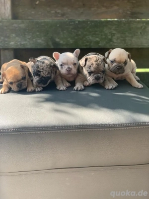 Französische Bulldogge Deckrüde