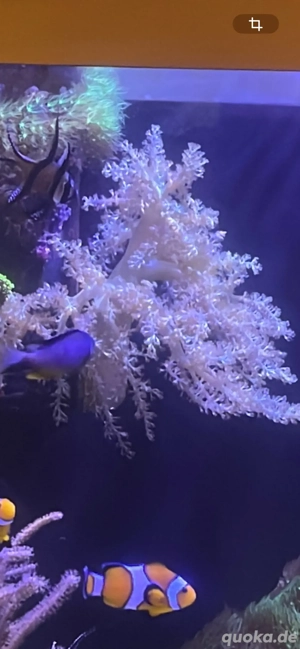 Keniabäumchen neon grün   capnella imbricata   Bäumchenkoralle 