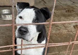 Jerica sucht ein Zuhause außerhalb DE