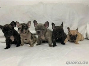 Französische Bulldogge Deckrüde Bild 8
