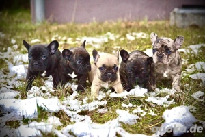 Französische Bulldogge Deckrüde Bild 10