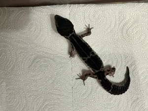 leopardgecko Jungtier 0.1 Blacknight  Juni 2025