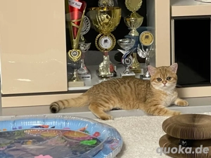 Abgabebereit!BKH BLH Kitten mit Stammbaum