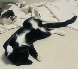 schweren Herzens müssen wir unsere süße Roxy abgeben