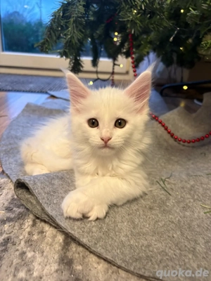 wunderschöne XXL Maine Coon Kitten
