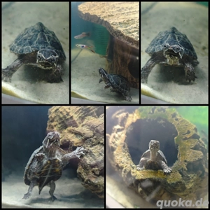 Gewöhnliche Moschusschildkröte 