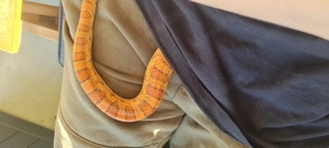 Kornnatter+Terrarium+Zubehör,männlich Klassische  Natur Farbe c.a 6 Jahre alt 