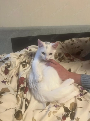 Katze 5 Monate Weiblich