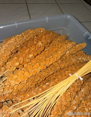 Rote Kolbenhirse Vögel