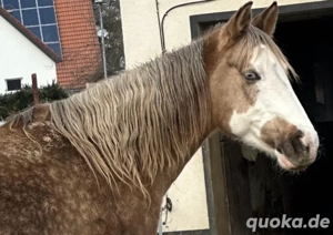 Quarter Horse, Paint Horse Stute