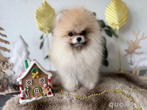 Wunderschöne typvolle Pomeranian Rüden 