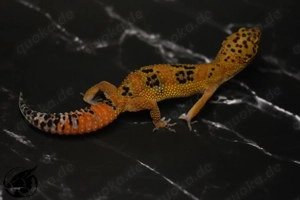 Leopardgecko Mandarin Superblood (het TA)