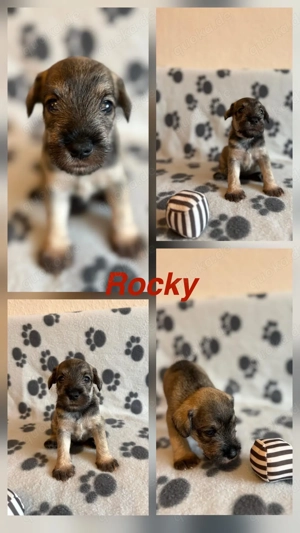 Liebevolle Zwergschnauzer-Welpen suchen ein neues Zuhause! 