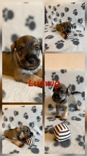 Liebevolle Zwergschnauzer-Welpen suchen ein neues Zuhause! 
