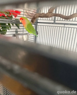 Unzertrennliche Agapornide Rosenkopf