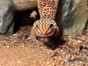 Leopardgecko 2 Weibchen 