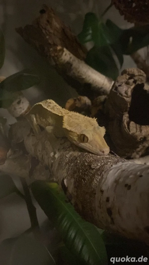kronengecko männchen  Bild 4