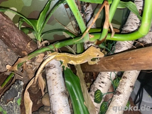 kronengecko männchen  Bild 3