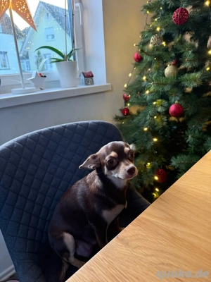 Chihuahua Welpe Hündin kurzhaar.