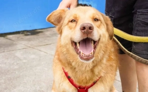 Unser charmanter Gerhard sucht ein Zuhause.