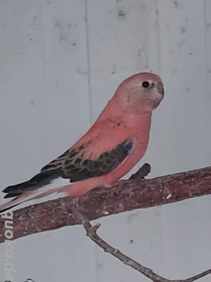 Bourkesittich Hahn Spalt Rubino - Vögel - Sittiche 