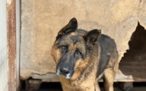 Alterswohnsitz für stattlichen Rex gesucht Bild 5