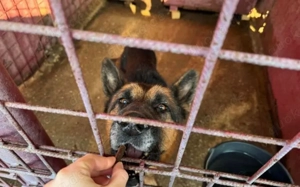 Alterswohnsitz für stattlichen Rex gesucht Bild 3