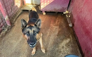 Alterswohnsitz für stattlichen Rex gesucht Bild 6