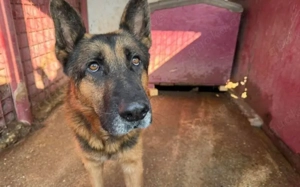 Alterswohnsitz für stattlichen Rex gesucht Bild 4