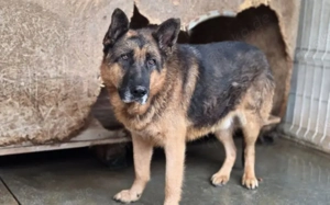 Alterswohnsitz für stattlichen Rex gesucht Bild 2