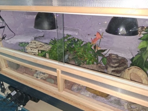 Leopardengecko mit Terrarium Bild 3