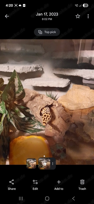 Leopardengecko mit Terrarium Bild 2