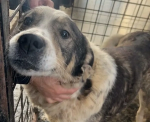 Outlaw sucht dringend ein neues Zuhause. Das Shelterleben überfordert ihn.