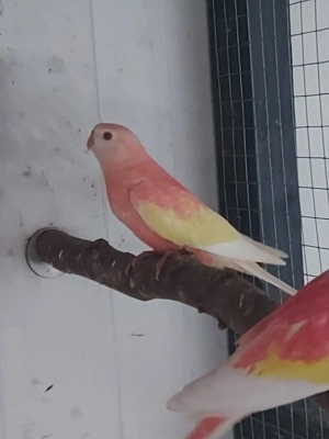 Bourkesittich Henne Rubino - Vögel - Sittiche 