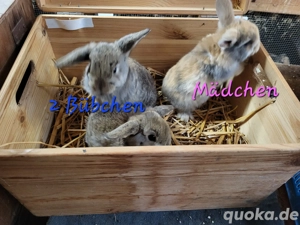 Zuckersüße Zwergwidder Babys