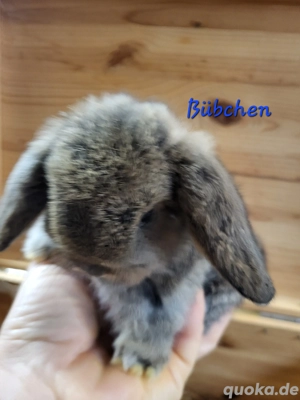 Zuckersüße Zwergwidder Babys