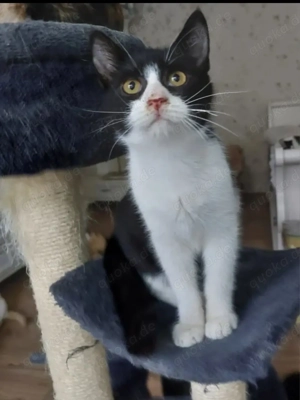 Jonas Verspielter Schmusekater sucht Familie zum kuscheln