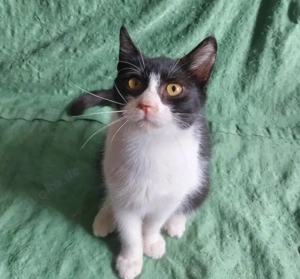 Dringend Pflegestellen für unsere Katzenkinder gesucht   