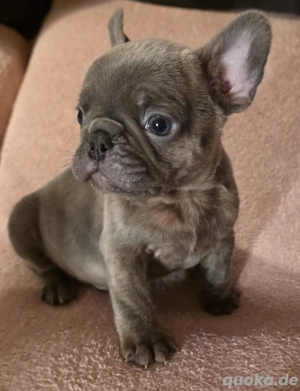 Noch 2 kleine Frenchie-Rüden