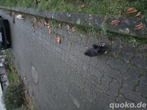 unsere kleine sucht noch ein zuhause sie wartet auf ein weihnachtswunder 