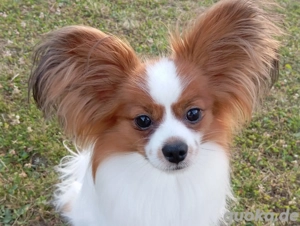 Wunderschöner Papillon Zwergspitz Deckrüde 