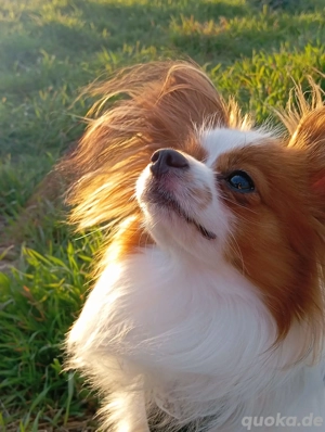 Wunderschöner Papillon Zwergspitz Deckrüde 