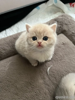 Reinrassige BKH BLH Kitten