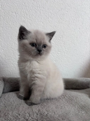 Bkh Kitten am 21.10.25 geboren