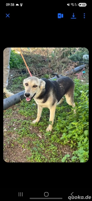 Pflegestelle gesucht