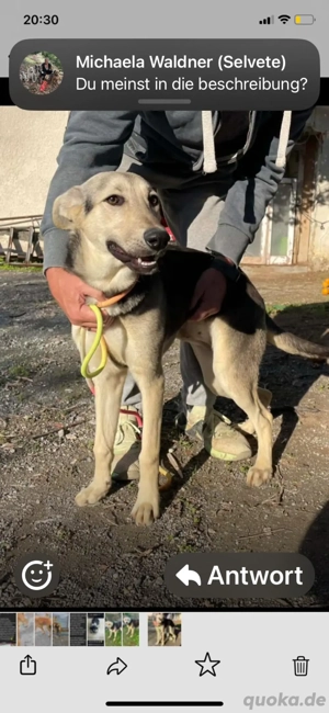 Pflegestelle gesucht