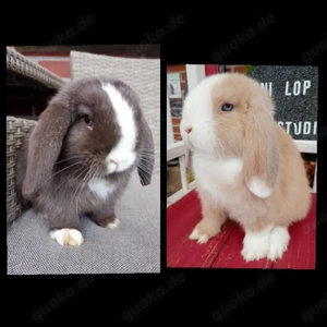 Zwei süße Minilop Zwergwidder suchen dich....